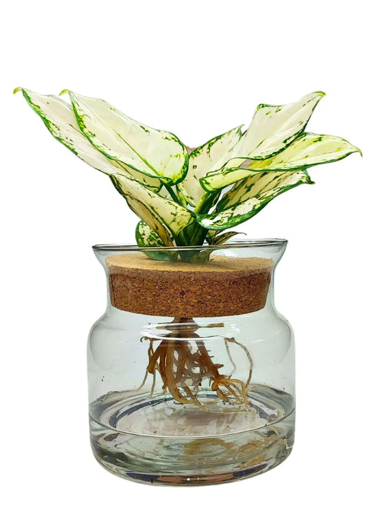 Aglaonema White Kiwi in Idrocoltura — Pianta da Interno Decorativa